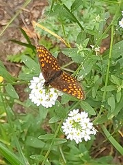 Melitaea