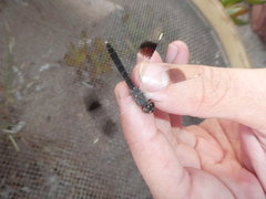 Brachythemis impartita