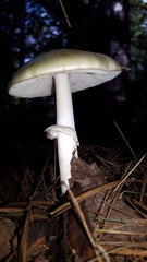 Validae