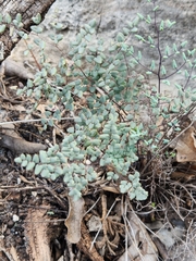 Argyrochosma microphylla