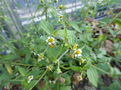 Galinsoga quadriradiata