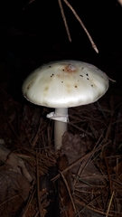 Validae