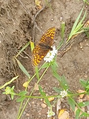 Melitaea