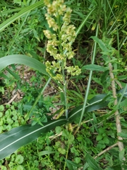 Sorghum bicolor