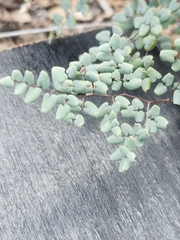 Argyrochosma microphylla