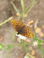 Melitaea