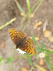 Melitaea