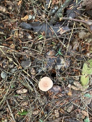 Lactarius camphoratus