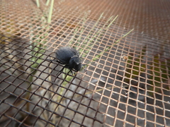 Pimelia angusticollis