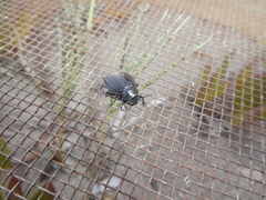 Pimelia angusticollis