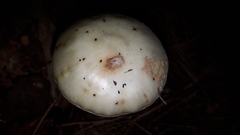 Validae