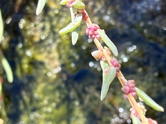 Suaeda maritima