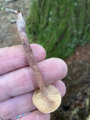 Lactarius camphoratus