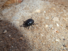Pimelia angusticollis