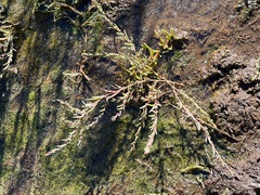 Suaeda maritima