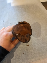 Cyanoboletus pulverulentus