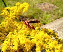 Polistes carolina