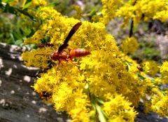 Polistes carolina