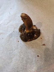 Cyanoboletus pulverulentus