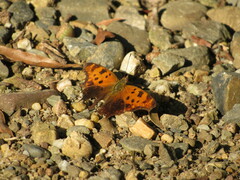 Polygonia comma