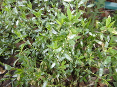 Polygonum aviculare