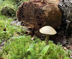 Leccinum holopus