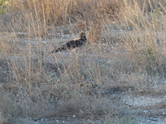 Corvus cornix