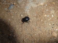 Pimelia angusticollis