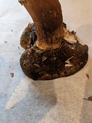 Cyanoboletus pulverulentus