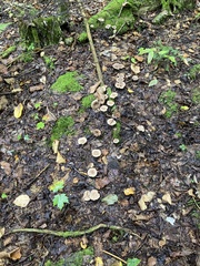 Lactarius glyciosmus