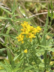 Euthamia graminifolia
