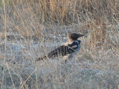 Corvus cornix