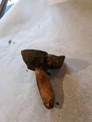 Cyanoboletus pulverulentus