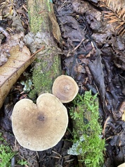 Lactarius glyciosmus