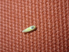 Erythridula pfrimmeri