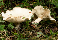Lactifluus deceptivus