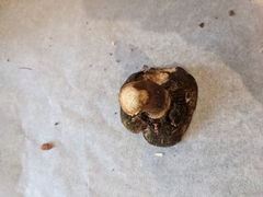 Cyanoboletus pulverulentus