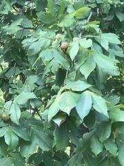 Carya tomentosa