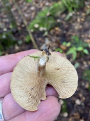 Lactarius glyciosmus