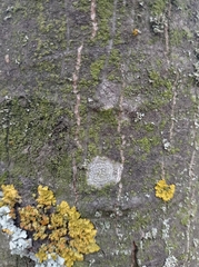 Lecanora carpinea