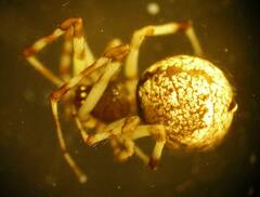 Cryptachaea blattea