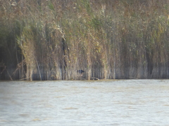 Porphyrio porphyrio