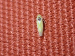 Erythridula pfrimmeri