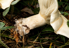 Lactifluus deceptivus