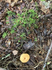Hydnum umbilicatum