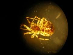 Cryptachaea blattea
