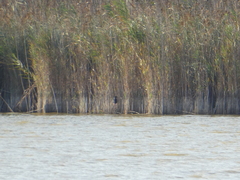 Porphyrio porphyrio