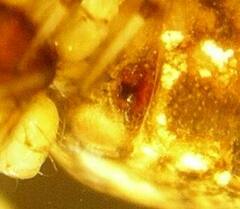 Cryptachaea blattea