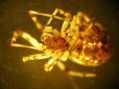 Cryptachaea blattea
