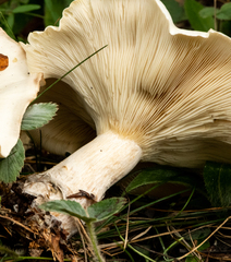 Lactifluus deceptivus